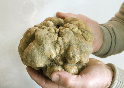Tartufo bianco in etichetta